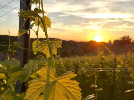 Coucher de soleil dans les vignobles