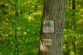 Marking cycle route on tree