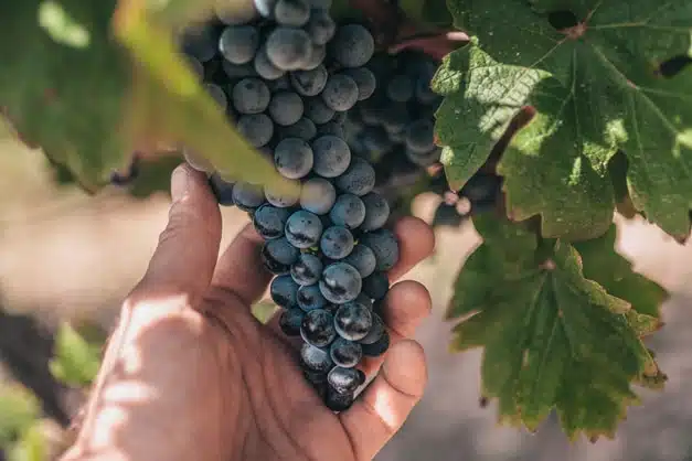 Red grapes