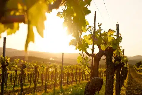 Vineyard at sunset