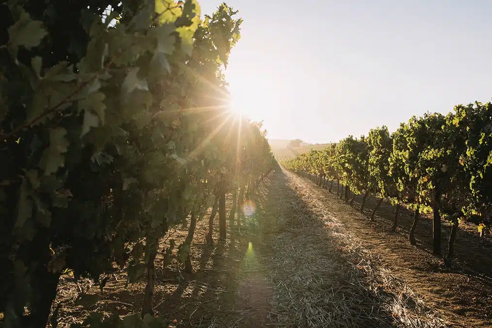 Farm Sun Summer Plants Wine Outdoor Grapes Sun Flare Wine Field Wine Farm T20 1j1zkg