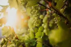 Close Up Of Grapes Growing In Vineyard